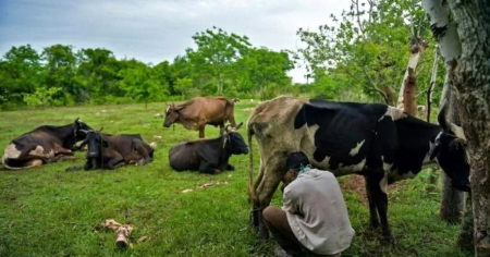 Sin vacas ni carne, pero habrá congreso sobre "mejoramiento animal y ganadería sostenible" en hotel de Varadero
