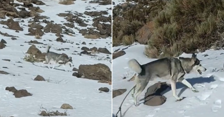 Sacó a su husky de Cuba y lo lleva a la nieve: "Le cumpliste un sueño"