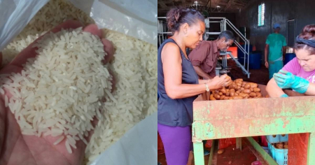 Dato mata relato: Cuba produjo arroz y papa durante décadas y hoy apenas los garantiza