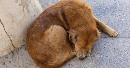 Animalistas acusan al Estado cubano de provocar más abandono con sus nuevas tarifas para sacar animales