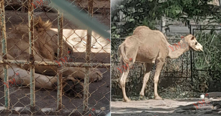 "¿Hasta cuándo esta crueldad silenciosa?": denuncian deprimentes condiciones del zoológico en Santiago de Cuba