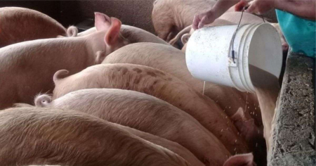 Desgracia nacional: La producción porcina cayó un 95,2 % entre 2017 y 2023