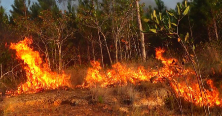 Incendios forestales en el occidente de Cuba: Más de 130 hectáreas dañadas