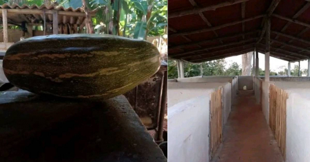 Cuba presume calabaza gigante y naves porcinas, pero las redes reaccionan con sarcasmo: “La mesa dice lo contrario”