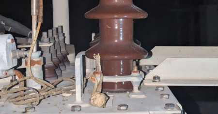 Insólito: una rana causa interrupción del servicio eléctrico en Sancti Spíritus