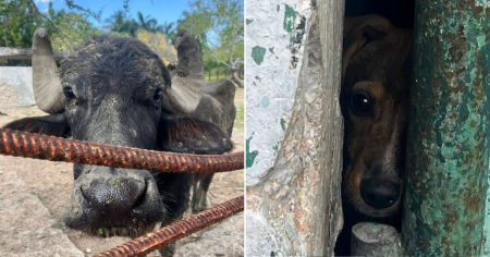 Denuncian abandono y hambre en el zoológico de Puerto Padre, en Las Tunas