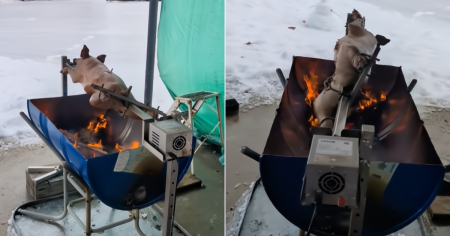 Ni el invierno canadiense lo detuvo: así asó su cerdo “a lo cubano”