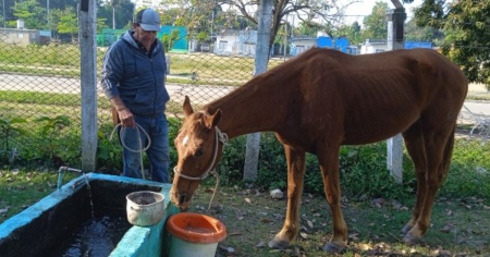Denuncian escasa alimentación de caballo utilizado en equinoterapia en Sancti Spíritus