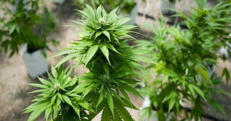 EE.UU. reclasifica la marihuana medicinal como una droga menos peligrosa, sin legalizarla a nivel nacional