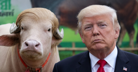 Búfalo albino en Bangladesh se convierte en fenómeno viral por su parecido a «Donald Trump»