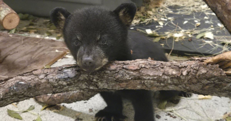 Zoológico de Florida incorpora tres oseznos negros tras quedar huérfanos en un trágico incidente