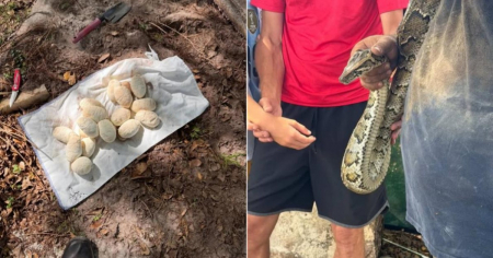 Encuentran una pitón birmana con 20 huevos debajo de una acera en Miami-Dade