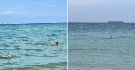 Tiburón sorprende a bañistas en Miami Beach mientras estaban en el agua: «Esto acaba de ocurrir»