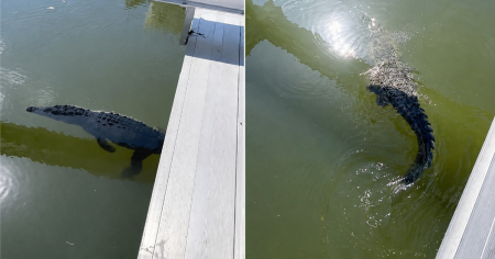 Cocodrilo sorprende a cubano en Miami: "Y yo me quería meter aquí ahora mismo a bañarme"