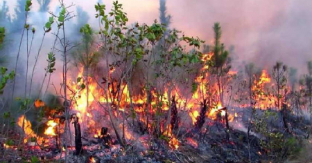 Alarma: Seis incendios forestales activos arrasan 760 hectáreas de bosques en Pinar del Río