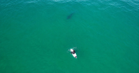 Advierten con un dron a surfista ante la cercanía de un tiburón