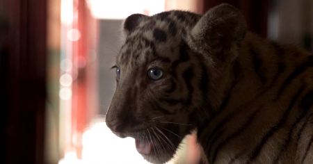 Nacen cuatro tigres de Bengala en Cuba en medio de la peor crisis que vive el zoológico