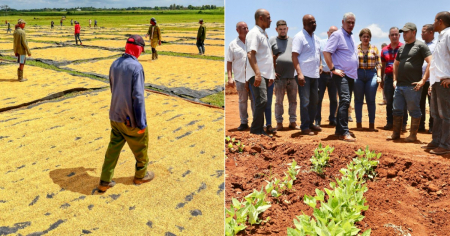 «Usufructo es el nombre del veneno»: Cubanos rechazan con burlas la oferta de tierras para emigrados