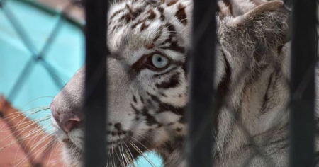 Zoológico de Ciego de Ávila exhibe una tigresa blanca de Bengala con leucismo