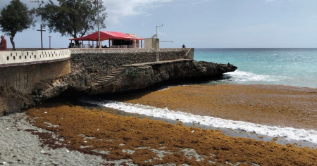 Alerta: marea de sargazo invade las playas de Baracoa