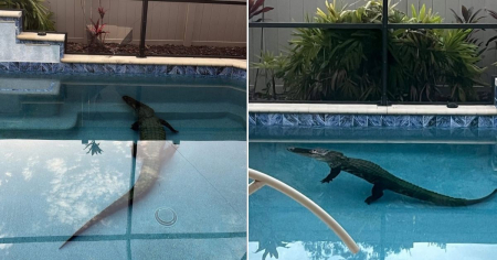 Un caimán fuerza la entrada de una casa en Florida y termina nadando en la piscina