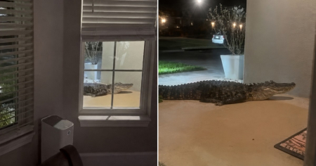 «Pensé que entraría por la ventana»: caimán aterroriza a familia de Florida