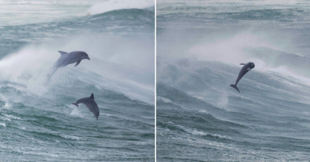Delfines convierten el oleaje de Bertha en su parque de diversiones en una playa de Florida