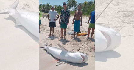 Capturan un tiburón en Varadero: «Se confundió con la utopía»