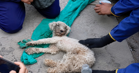 Bayli, una perrita rescatada con vida tras 29 días bajo los escombros en Venezuela