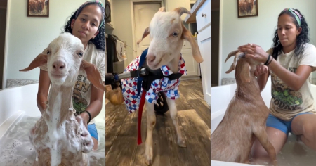 "Manolito es un chivito feliz": Veterinaria cubana muestra el lado más hermoso de las segundas oportunidades