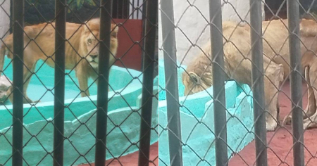 Panchito escapó de una muerte anunciada: el león ya está en su nuevo hogar en Ciego de Ávila