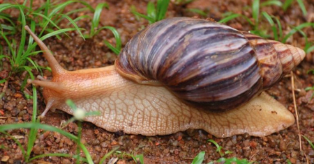 «Están en mi patio y llegan hasta la puerta»: crece la alarma en Matanzas por el caracol gigante africano
