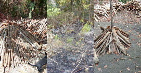 Deforestación como consecuencia de la crisis energética: Cubanos talan indiscriminadamente para hacer leña y carbón