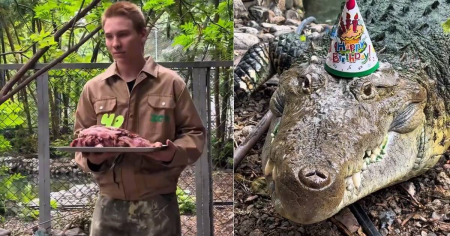El cocodrilo cubano Fidel cumple 40 años y lo celebran con una tarta de carne en Kazajistán