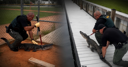Caimán irrumpe en escuela secundaria de Florida mientras equipo de fútbol entrenaba cerca
