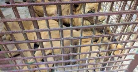 Impactante: Un león mata a otro tras muchos días sin comer en zoológico de Las Tunas