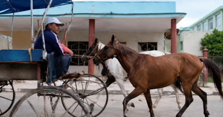 Aparecen los caballos robados a las niñas acróbatas de Colón, Matanzas