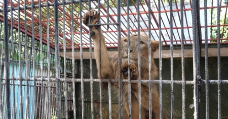 Zoológico cubano admite que necesita apoyo de mipymes para alimentar a sus leones