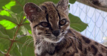 Pensaban que era un gato doméstico: La ciencia identifica nueva especie de felino en Bolivia que los Yungas ya conocían