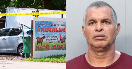 Arrestan a un hombre en Miami-Dade tras hallar miles de gallos de pelea en una finca
