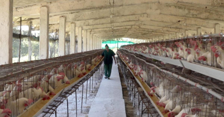 Empresa Avícola de Pinar del Río quiere recuperar su liderazgo con la mayor parte de sus gallinas en manos privadas