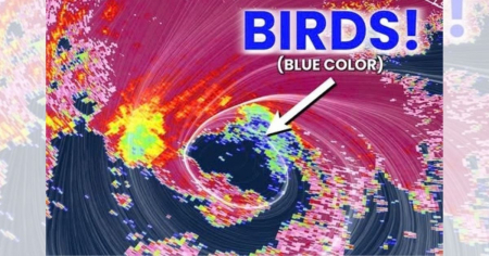 Radar confirma aves atrapadas en el ojo del huracán Isaias mientras se acerca a Florida