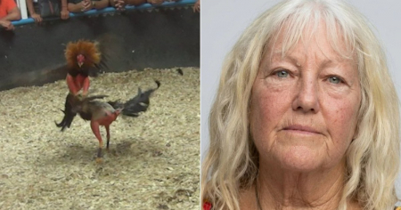 Tercer arresto por la red de peleas de gallos en Miami-Dade: sacrifican más de 3,100 aves en finca allanada por el FBI