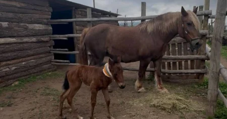 Dos científicos cubanos logran clonar por primera vez un caballo en Chile