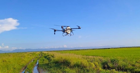 Emplean dron para fumigación de arroz en Los Palacios... «pero ¿dónde está el arroz?»