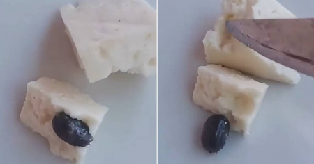¿Garrapata dentro de un queso? Denuncian falta de higiene en el transporte y venta de alimentos en La Habana