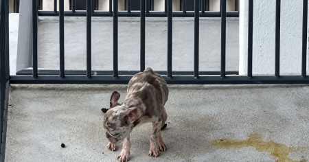 Miami quiere subir en más de 2 mil dólares las multas por maltrato animal tras una ola de casos de crueldad