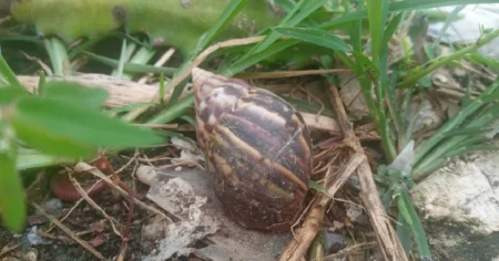 Alerta en Holguín por posible presencia del caracol gigante africano en zonas urbanas