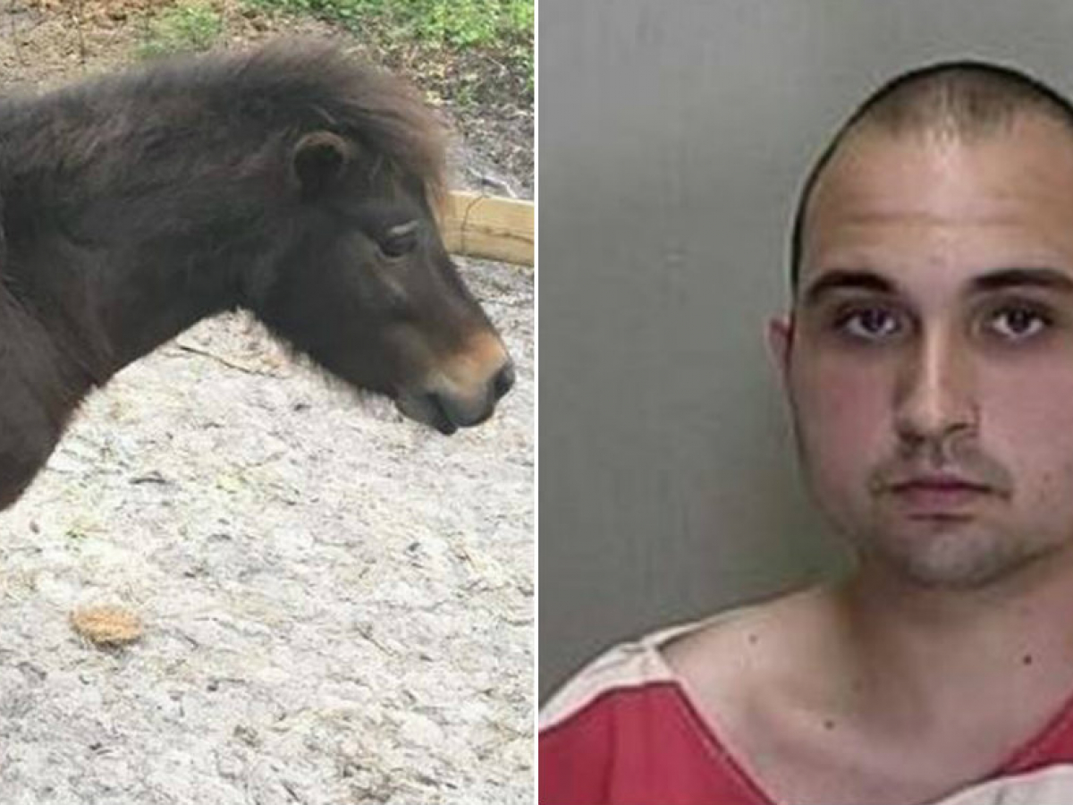 Arrestan a un hombre en Florida acusado de tener sexo con un caballo