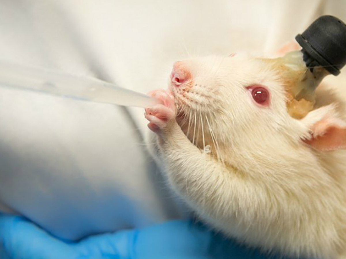 Científicos españoles logran por primera vez eliminar el cáncer de páncreas en ratones